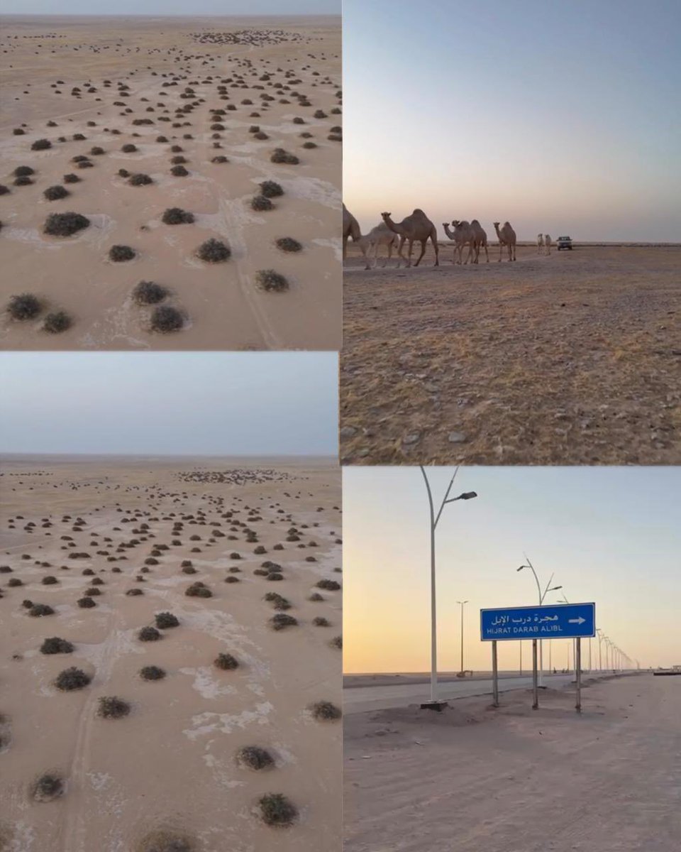 صحيفة سهم الإلكترونية tweet media