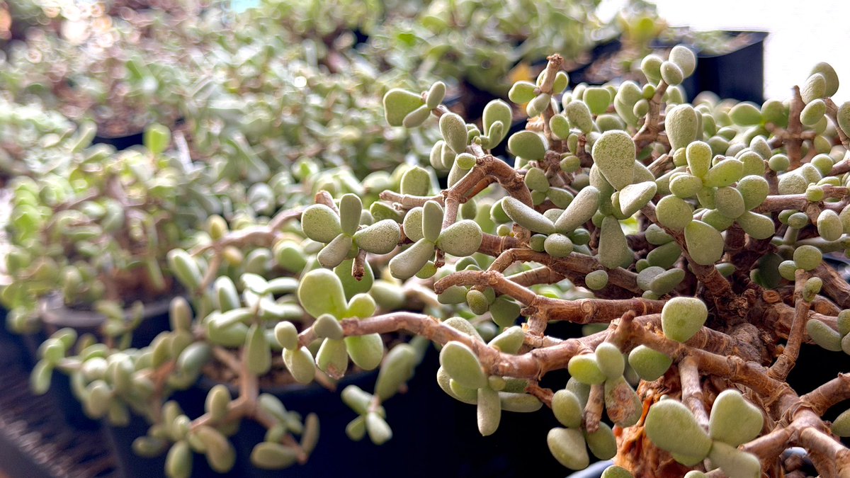 りとまん|塊根植物のひと tweet media