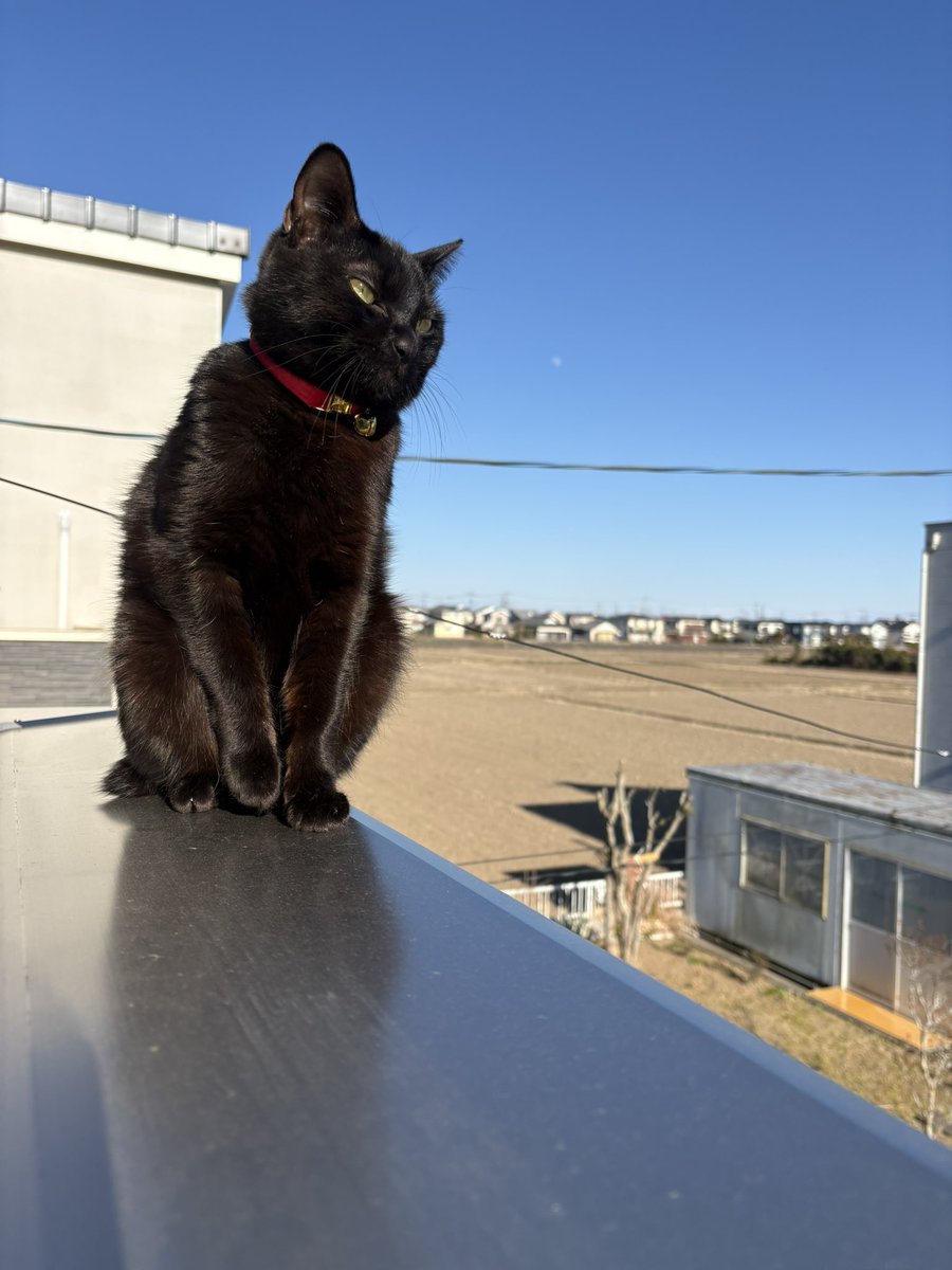 あずき🐾 tweet media