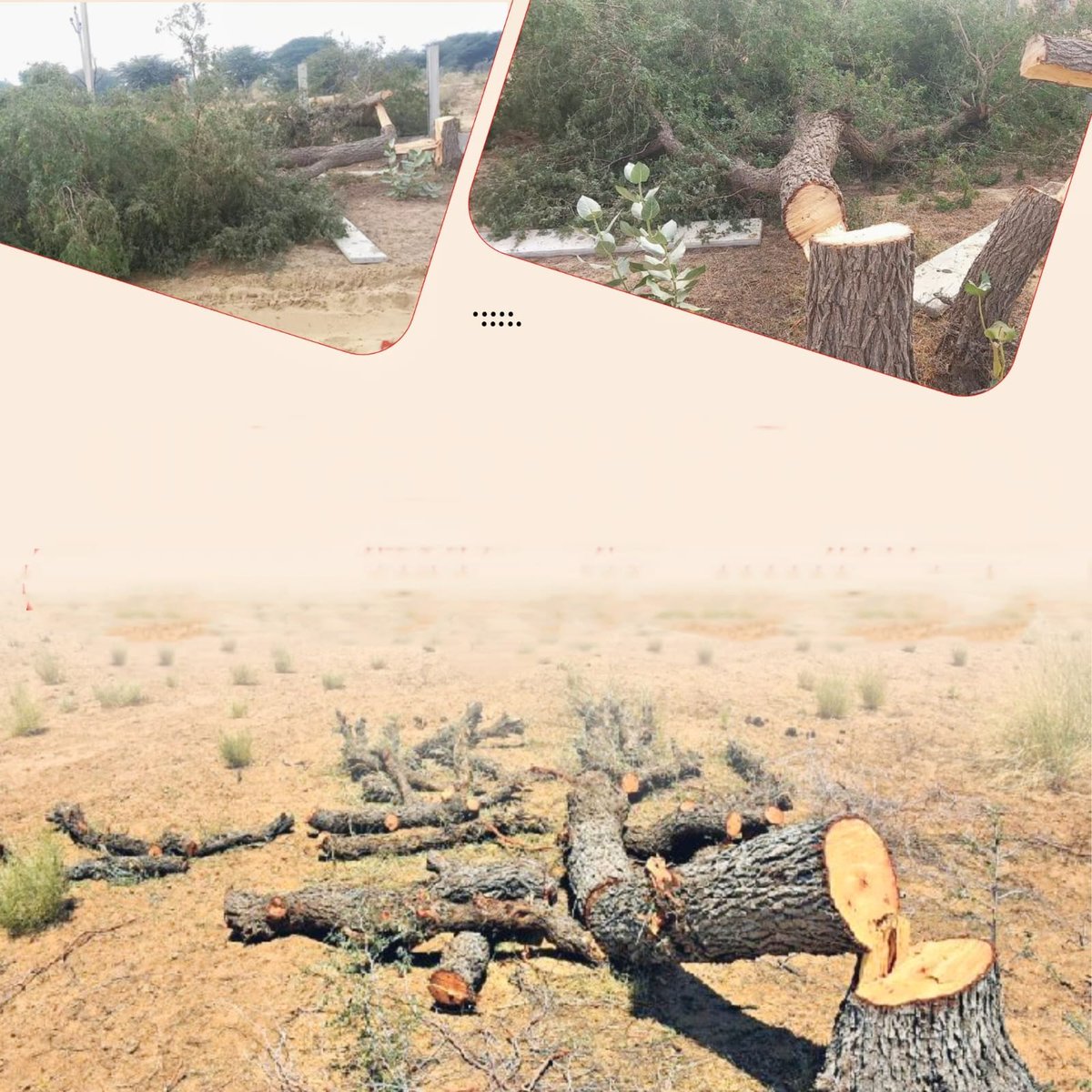 #खेजड़ी_बचाओ
2 फरवरी 2026 बीकानेर चलो !!
सोशल मीडिया पर एक अभियान..!!