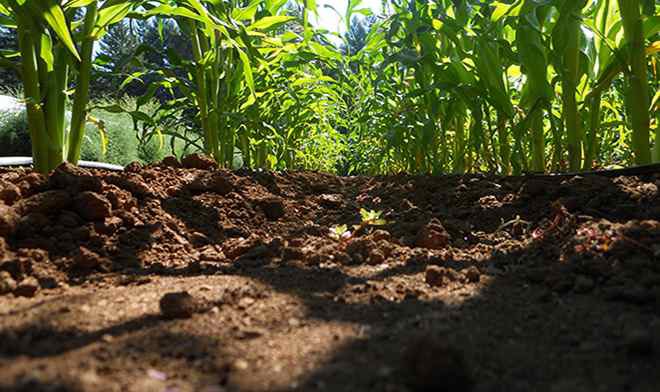 SoilShahnaz's tweet photo. 🪹Healthy soil is the basis of all life on the planet. Without addressing the immediate need to preserve the organic content of our soil, food security will inevitably come under severe threat. - @SadhguruJV
❗️Minimum organic matter in the Soil should be at least 3%-6%. Not even one country’s soil has this minimum.
✉️Write a letter to your leaders at https://t.co/jTv3qx3tto and request them to adopt necessart soil policies.
#SaveSoil #LetterForSoil #Letter4Soil #SoilPolicy #PolicyForSoil #SoilForClimateAction
#SaveSoilFixClimateChange #CauveryCalling
#India #Bharat #Uzbekistan #world #Iran #Israel #MiddleEast #Russia #Ukraine
@moefcc @DoLR_MoRD @MoRD_GoI @MoCCaEUAE @COP29_AZ @Cop29News @CO2__29 @US_Center @BayramovaZhala
@EllyanneCGithae @Cop16Riyadh
