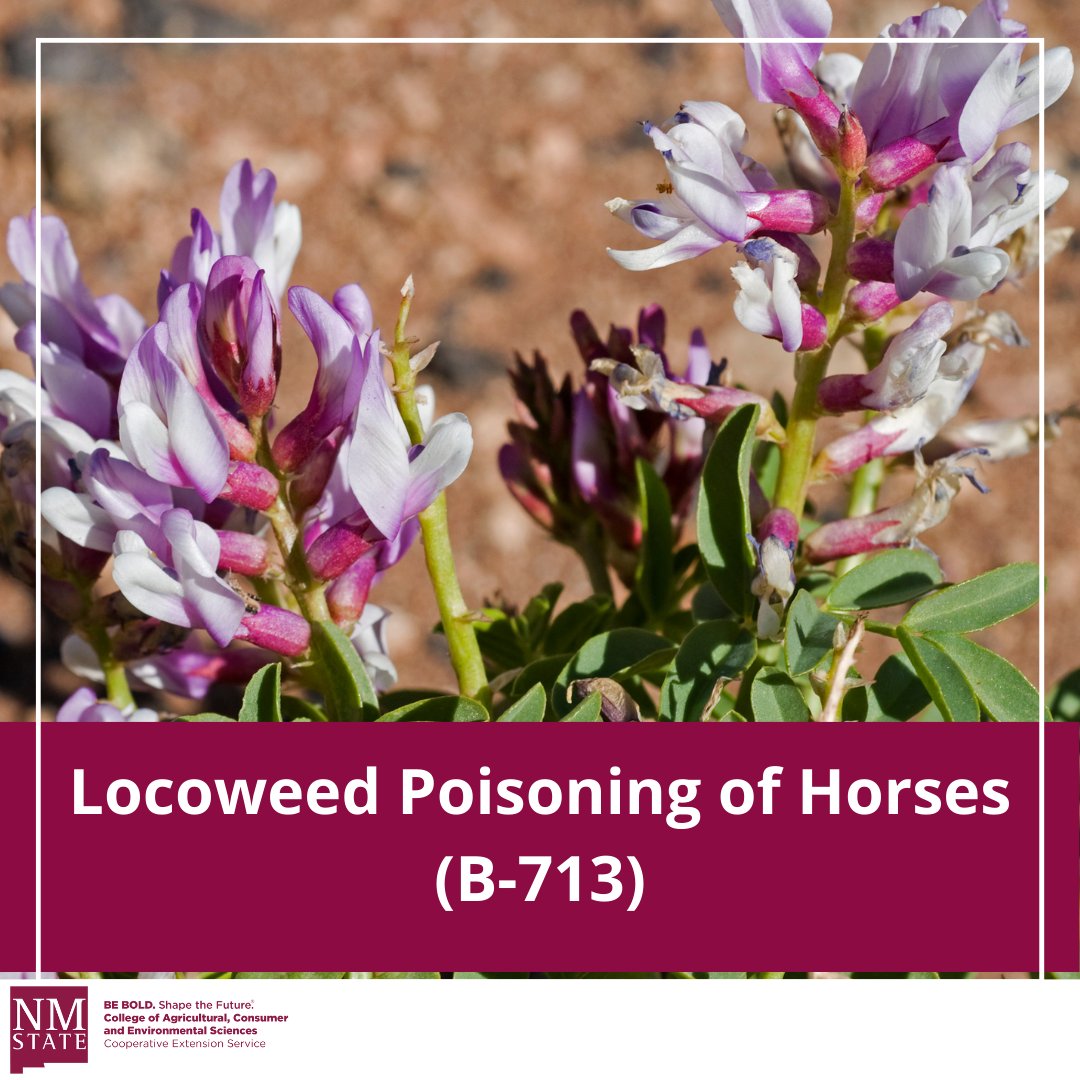 NMExtensionPubs's tweet image. This guide informs you about #locoweed (Astragalus allochrous and Oxytropis sericea), beautiful but dangerous #plants for our #horses. Their toxicity can cause severe poisoning. 

👉pubs.nmsu.edu/_b/B713/index.…

#NMSU #NMSUExtension #NewMexicoAgriculture #AgExtension