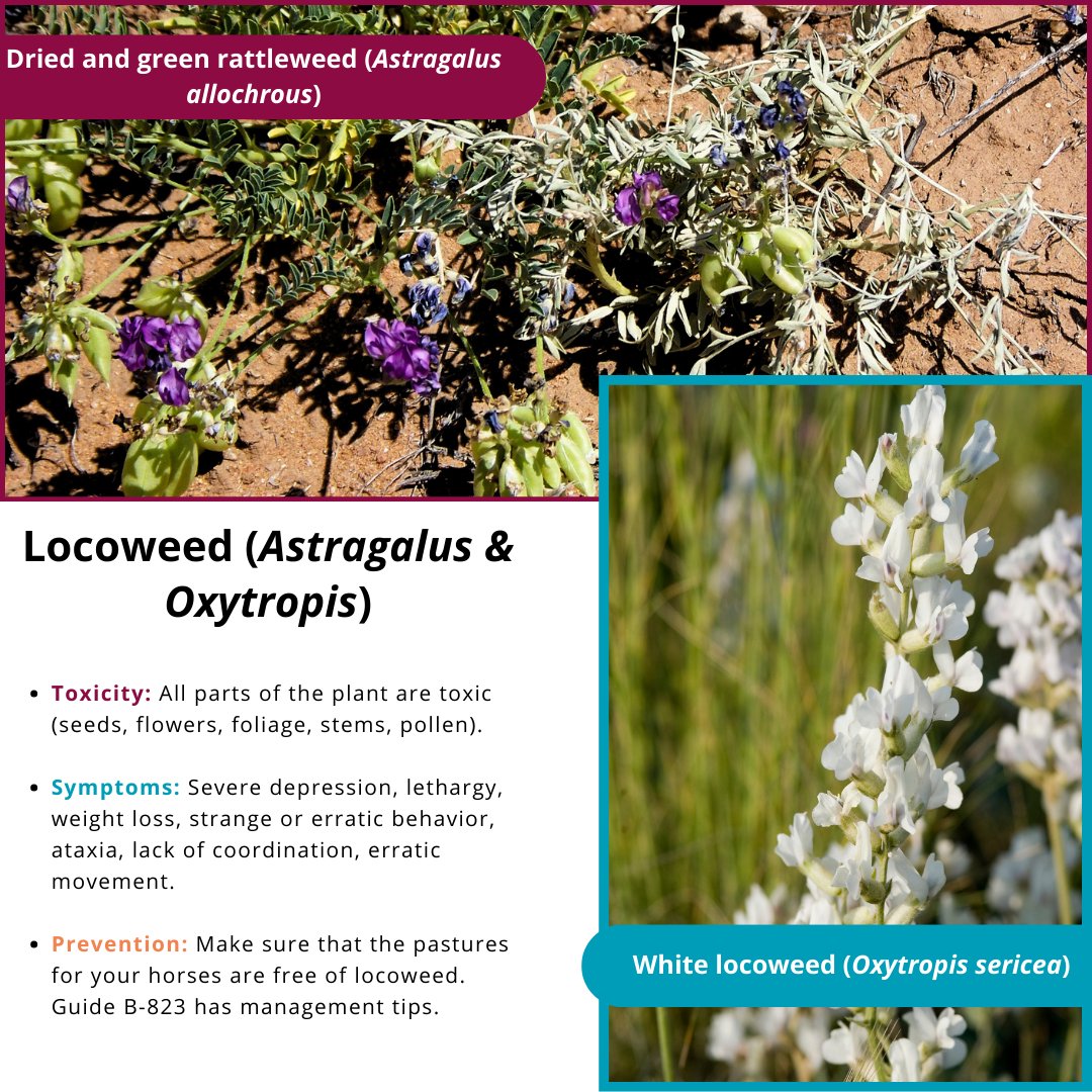 NMExtensionPubs's tweet image. This guide informs you about #locoweed (Astragalus allochrous and Oxytropis sericea), beautiful but dangerous #plants for our #horses. Their toxicity can cause severe poisoning. 

👉pubs.nmsu.edu/_b/B713/index.…

#NMSU #NMSUExtension #NewMexicoAgriculture #AgExtension