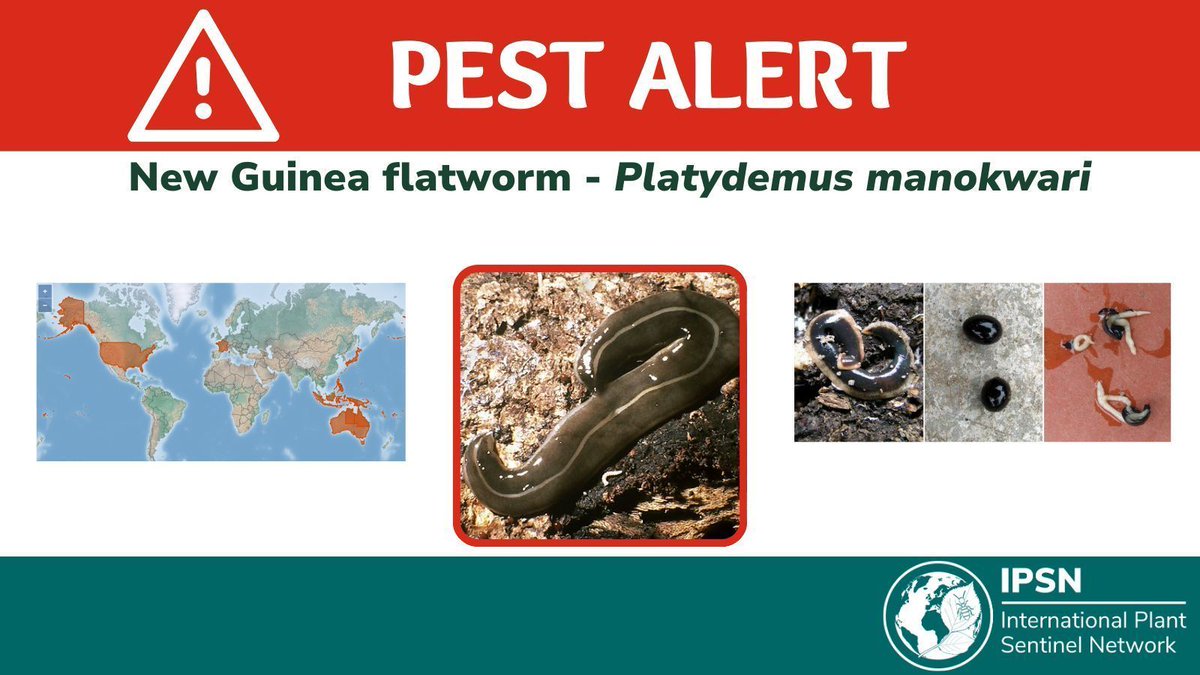 ⚠️ New Pest Alert! 

IPSN released a pest alert poster on the🪱 New Guinea flatworm –a highly invasive alien species already found in botanic gardens in the British Virgin Islands

Download the alertposter here 👇 &amp; stay vigilant
bgci.org/wp/wp-content/…

#Biosecurity #PlantHealth