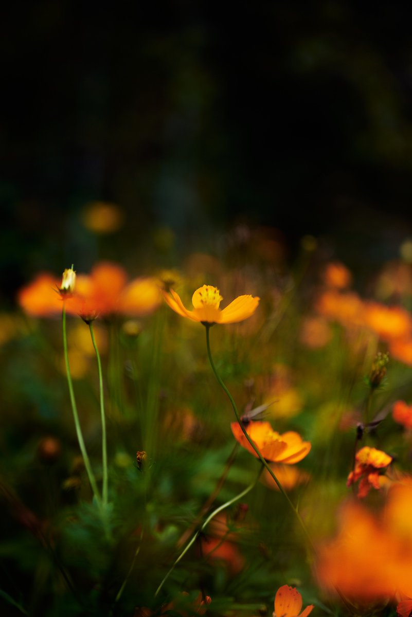 Oshinsan8's tweet photo. #写真好きな人と繋がりたい
#ファインダー越しの私の世界
#キリトリセカイ
#花写真部
#Nikon
#私とニコンで見た世界 https://t.co/mNq5briytY