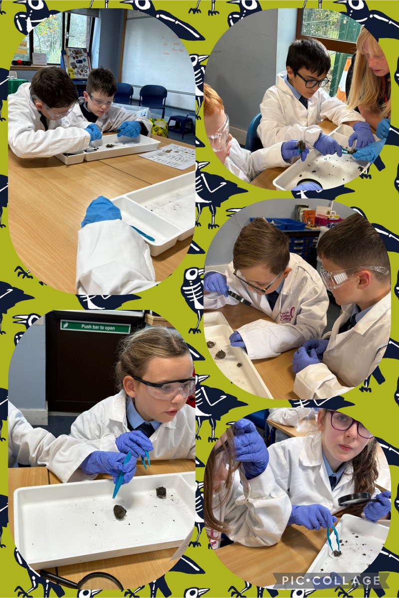 MrsOJoe's tweet image. We have been learning about an owl’s 🦉 food chain. Here we are dissecting an owl’s pellet; all the parts of food it can’t digest- just like a fur ball- bones, feathers, skulls etc. @FVCollege @stjosephsps #thestjoesstory100 #STEM @skillsdevscot #DYW