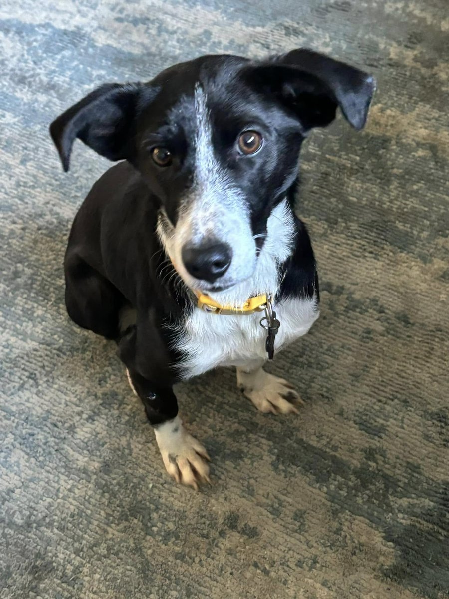 rescuedoggypaws's tweet image. SHERIDAN is in foster in #Norfolk
This pocket sized sweetheart is around 2 years old, 10Kg and such a good girl. 
If you are looking for a healthy, vaccinated love   pup who will adore you forever then this is your girl
#KingsLynn #Peterborough #Cambridge #Norwich