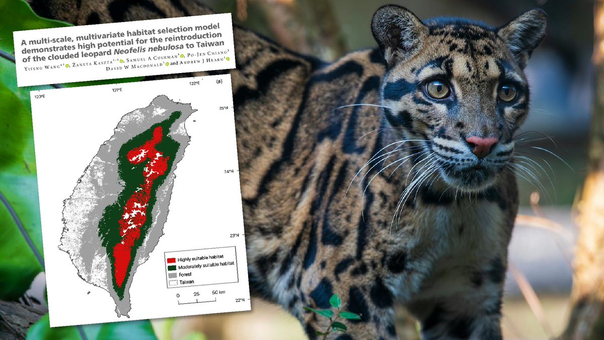 WildCRU_Ox's tweet photo. Camera trap data suggests that 38% of Taiwanese territory may be suitable habitat for clouded leopard reintroduction.

Read the paper coauthored by Yifeng Wang, Żaneta Kaszta, Samuel Cushman, David Macdonald, Andrew Hearn and Po-Jen Chiang 👉 https://t.co/82B65KICdR https://t.co/Uqyyvs8haZ