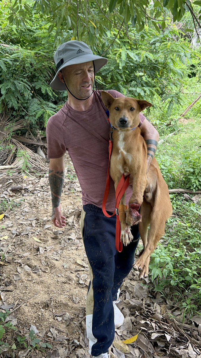 It’s taken 3 months to fix Leo Messi but it finally feels like he’s taken a huge step forward this week. He’s full of life. 

This was him the day I pulled him out of a hedge with his leg hanging off. 

What a journey he has been on… (1/10) 🧵