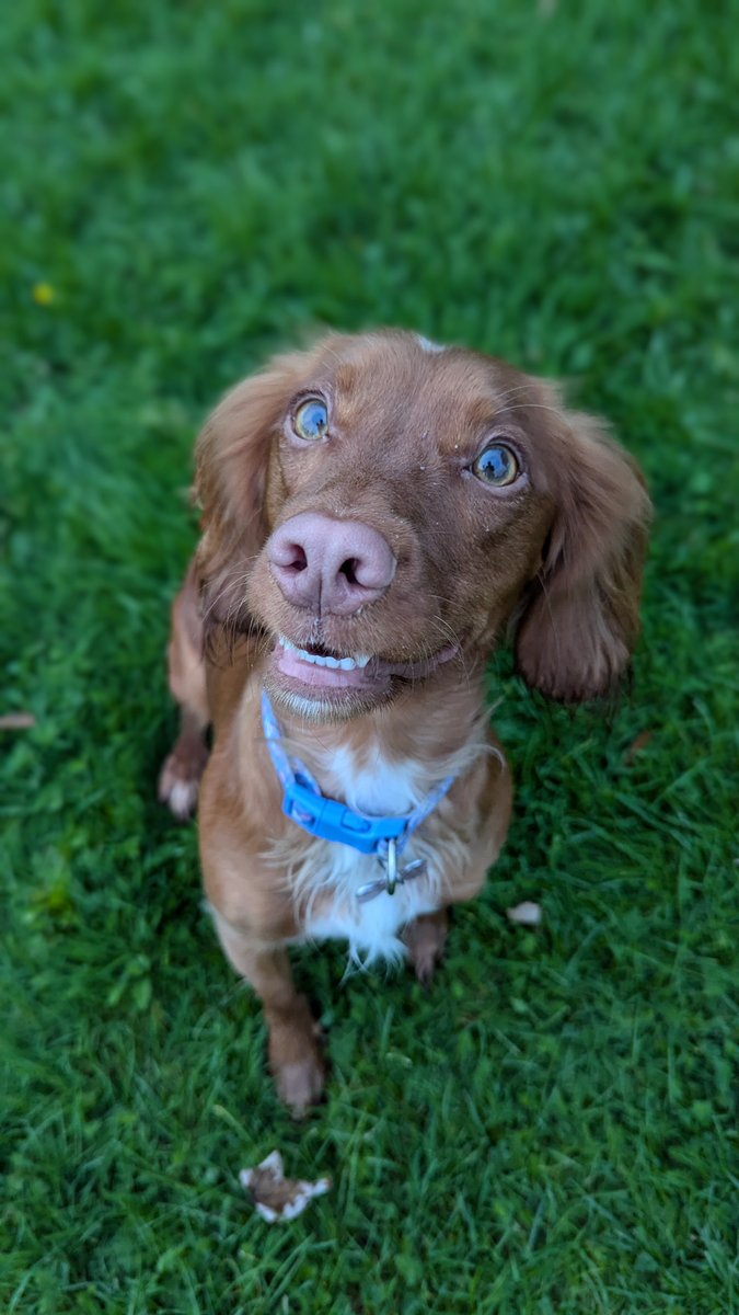stevereddi's tweet photo. @ButternutBox #DogsDeserveFame Lillie 😍 https://t.co/xysy7XYB2I