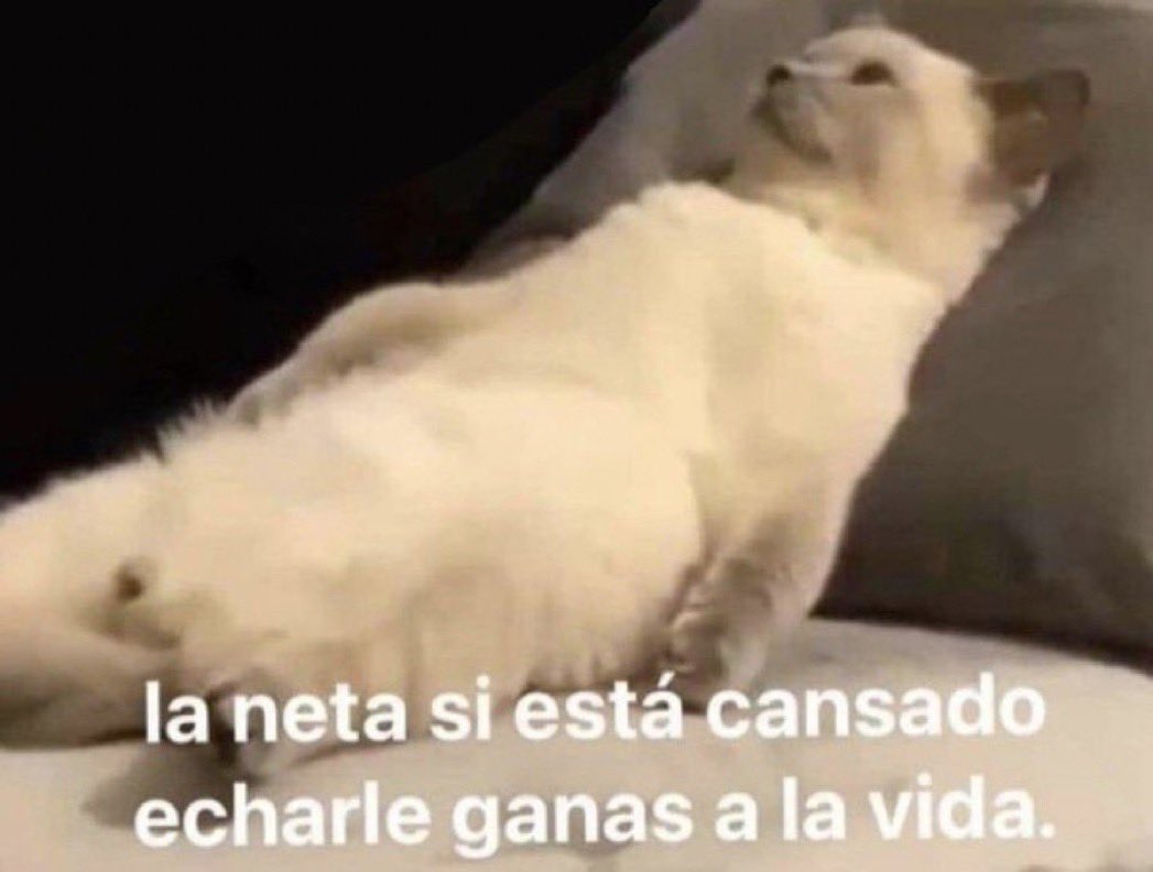 El Guarromántico tweet media