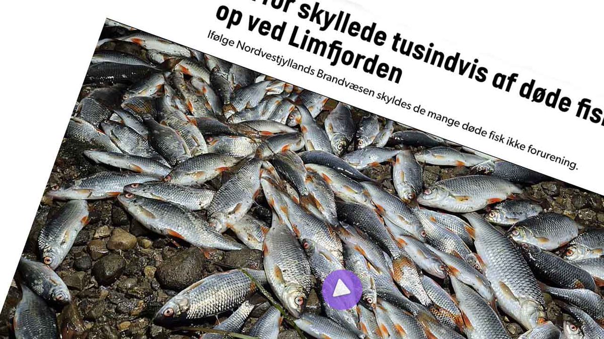 Limfjorden: Tusindevis af døde skaller skyldes ikke forurening dlvr.it/TFpfyb