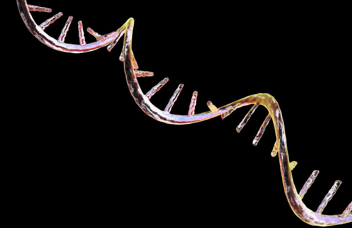 SynBioBeta's tweet photo. A team at the @salkinstitute has engineered the first cross-chiral self-replicating RNA enzyme, opening a new world of biochemical possibilities.  

#CrossChiralRNA #EvolutionaryBiology #RNATechnology #GeneticResearch #MolecularBiology

https://t.co/DhPWvdQTZK https://t.co/hSgmhClLqL
