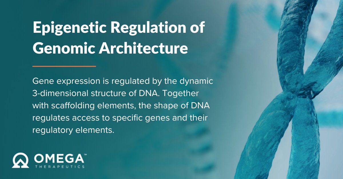 Epigenetic modifications control DNA’s 3D structure without changing the genetic code. Our OMEGA platform uses this understanding to design therapeutic candidates that act pre-transcriptionally to regulate gene expression. Learn more about our science: bit.ly/4couGU9