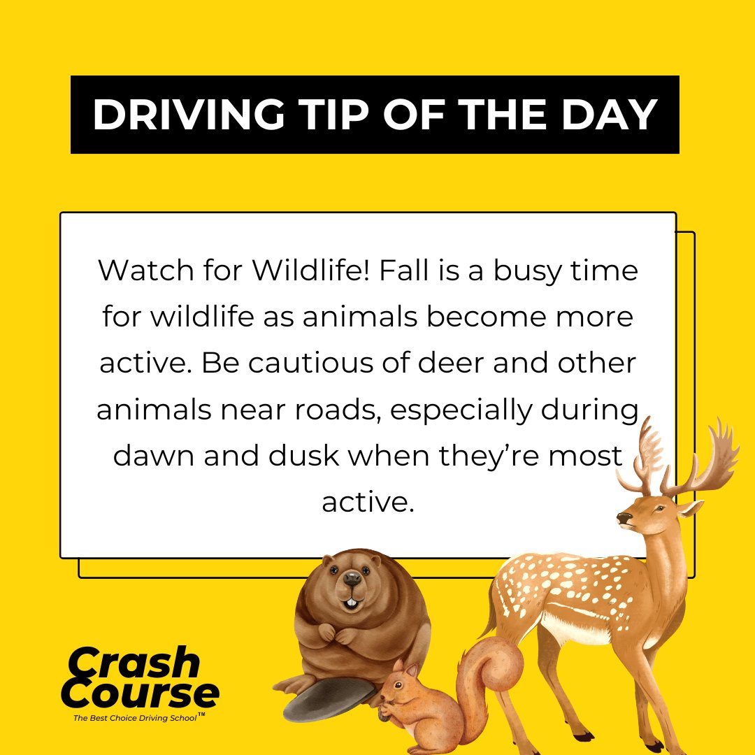 crashcoursewi's tweet image. #WildlifeAwareness #DriveSafe #FallDriving
#RoadSafety #StayAlert