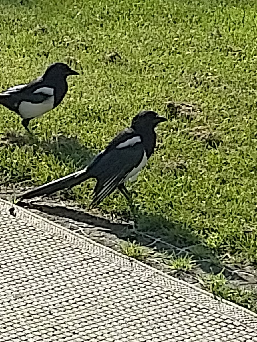 JefKPhotography's tweet photo. A magpie which is holding it's wings in a certain manner.
Smartphone photo. Digital zoom photo.
#magpie #magpies #bird #birds #animal #animals #smartphonephotos #smartphonephoto #smartphonephotography #digitalzoom #photo #photos #picture #pictures https://t.co/UoUKNz6m80