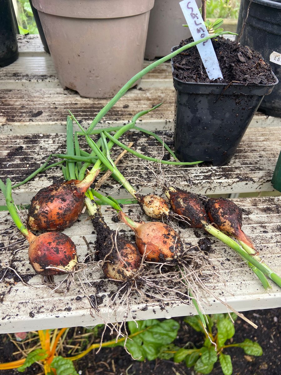 NBT Sustainable Development Unit (@nbtsusthealth) on Twitter photo Final harvest of the year from the Southmead Hospital Allotment π± Final harvest of the year from the Southmead Hospital Allotment π±