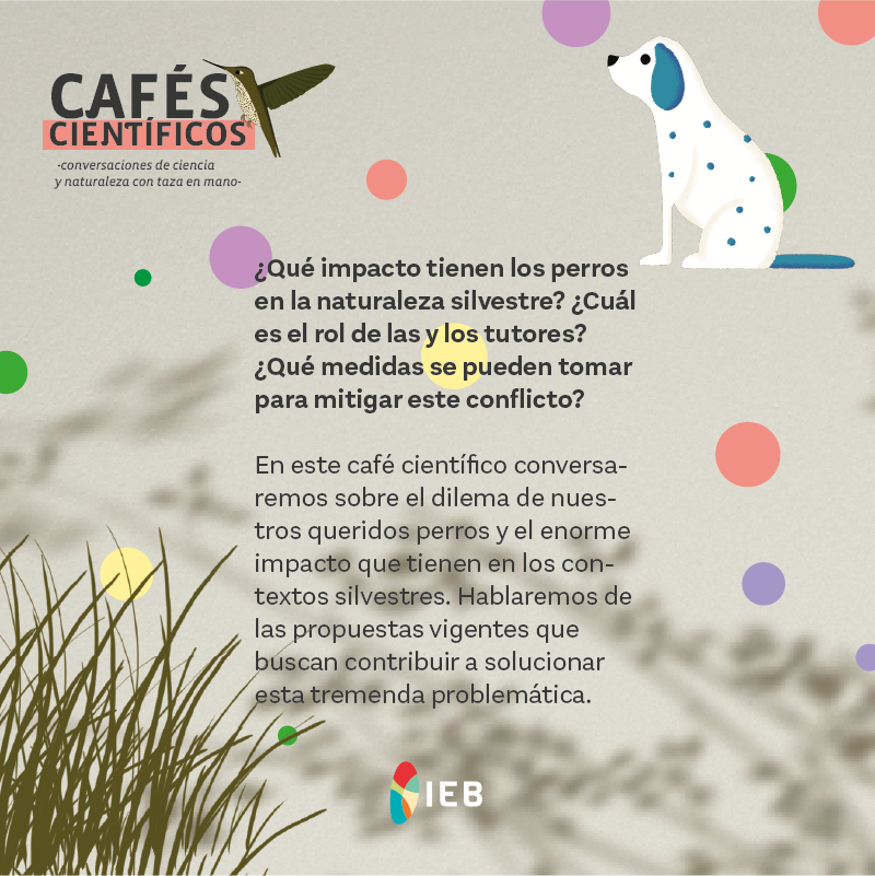 IEBChile's tweet photo. ☕️Este miércoles 30 a las 19 hrs, tendremos un nuevo #CaféCientífico sobre el dilema de los #perros asilvestrados, y el impacto de estos animales en la #naturaleza. Junto a Darío Moreira, investigador #IEB y @usach, y Nélida Pohl. https://t.co/gitMRphRGa