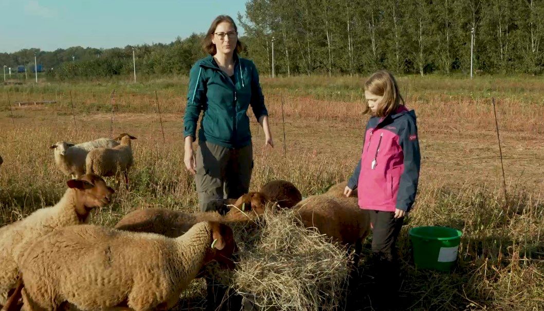 HBLingezegen's tweet photo. In onze nieuwe #video zie je hoe de familie Groothuys meewerkt op de #Herenboerderij: https://t.co/FlVbGXNqpv

#herenboeren #lingezegen #herenboerderij  #duurzaam #landbouw @Herenboeren @parklingezegen @HBNijmegen #schapen #groente   #video @TriggerFilmNL https://t.co/9yioMf83xY