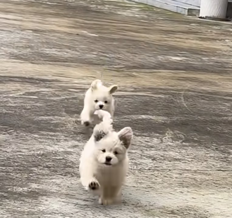 dogonboo's tweet photo. มาแย้ว เทข้าว https://t.co/eS9Yv8SJHf