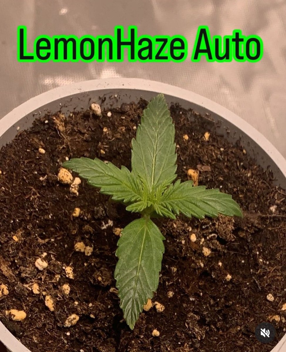 KannabiaSeeds's tweet photo. 🍋 LEMON HAZE AUTO from #KannabiaSeeds 🌱 @IntKannabia @Kannabia_Samen
@Kannabia_US

📷 Credits: (IG) @_unb3k4nnt_806 👏😍💚🧡

ℹ️ #LemonHazeAuto #seeds ➡️ https://t.co/2kittocJUB 

#LemonHaze #cannabisculture #CannaLand https://t.co/oXSVoxsug3