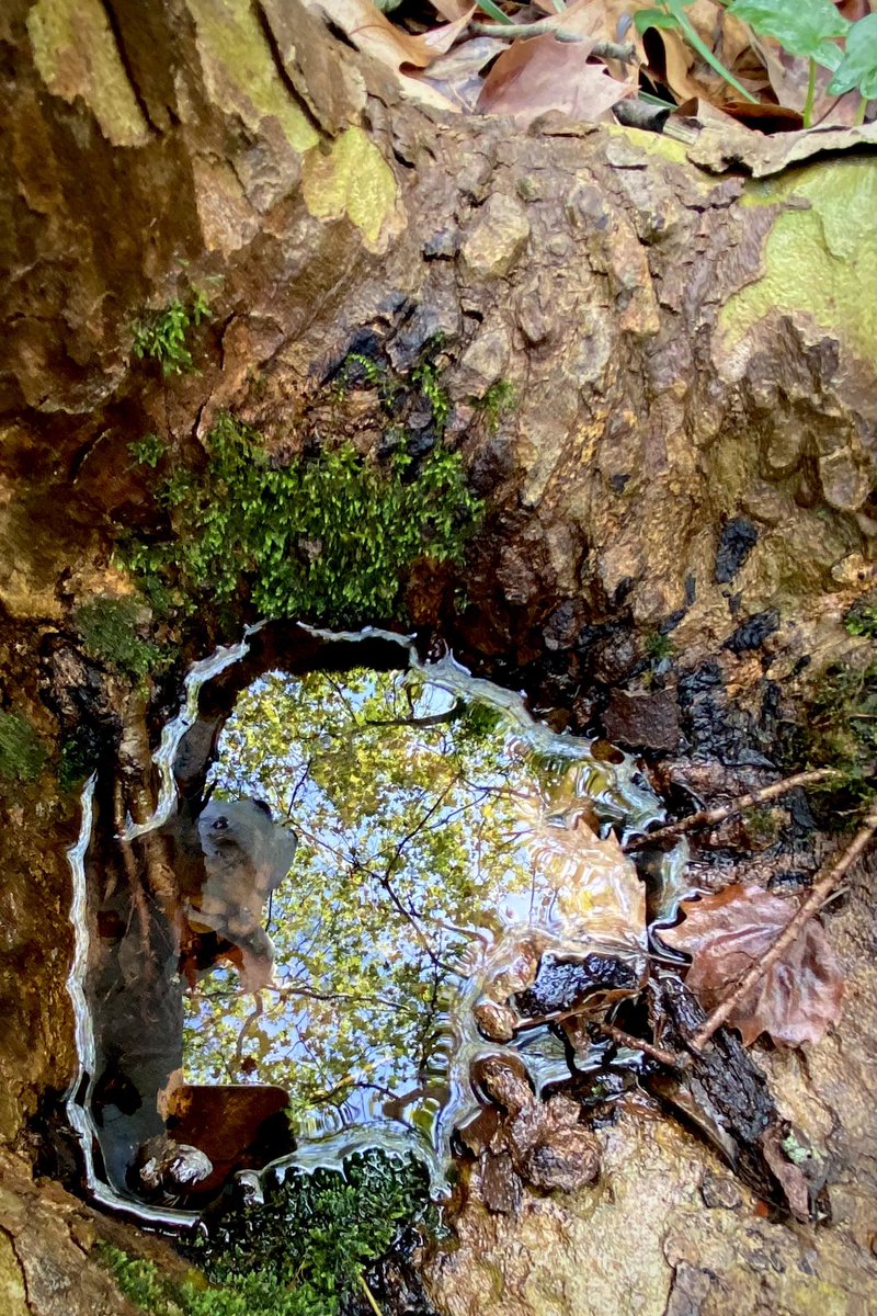 Corre alegre el torrent de Sant Pere pel bosquet de ribera de sa Comuna d’Esporles. Quan baixam la mirada, un cocó a la soca d’un plàtan esdevé ull de bou, obrint-nos una finestra al cel.