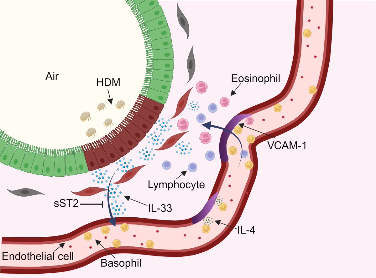 Régis Joulia (@regisjoulia) on Twitter photo Delighted to share our latest insights in collaboration with <a href="/lloyd_lab/">Lloyd Lab NHLI</a>, now in <a href="/JExpMed/">Journal of Experimental Medicine</a>. We discussed recent findings on the role of basophils in allergic asthma, led by M. Schuijs and <a href="/bart_lambrecht/">bart lambrecht</a>
Looking forward to seeing where this research leads!
rupress.org/jem/article/22… Delighted to share our latest insights in collaboration with <a href="/lloyd_lab/">Lloyd Lab NHLI</a>, now in <a href="/JExpMed/">Journal of Experimental Medicine</a>. We discussed recent findings on the role of basophils in allergic asthma, led by M. Schuijs and <a href="/bart_lambrecht/">bart lambrecht</a>
Looking forward to seeing where this research leads!
rupress.org/jem/article/22…