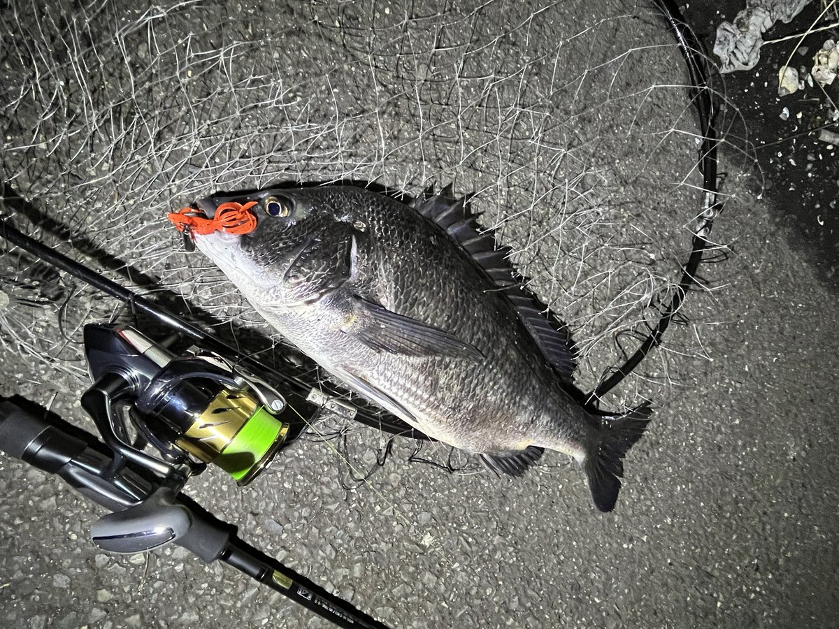 pyonpyonwt's tweet image. 師匠の横で🤣
久しぶりにいいサイズのチヌみた気が笑