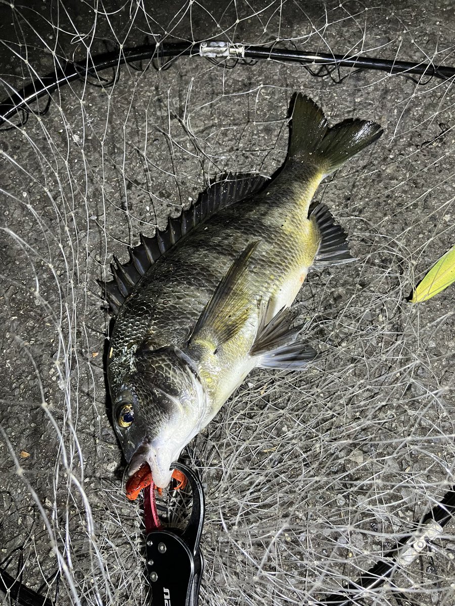 pyonpyonwt's tweet image. 師匠の横で🤣
久しぶりにいいサイズのチヌみた気が笑