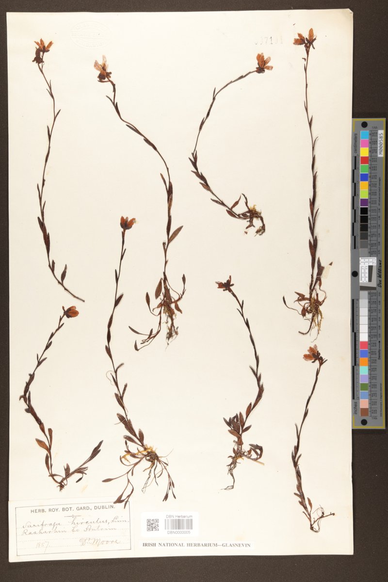 Fab new blog out today all about the digitisation work happening at the National Herbarium of Ireland. A great example of partnership working wp.me/p2FTB9-2dV