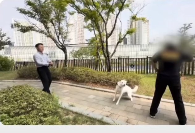 끔찍해서 사진자료 놓기 싫었는데
양쪽에서 목줄 매고 잡아당기는게 훈련이라고 하는 사람입니다.
이건 학대예요.