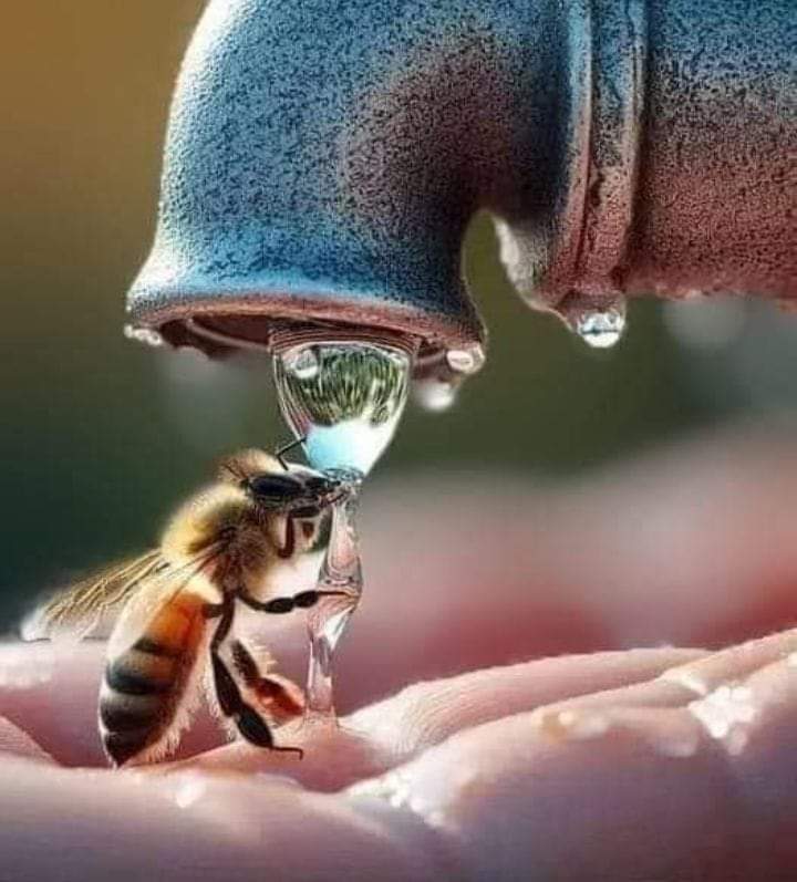 MirnaAlf's tweet photo. Plantemos flores ,en macetas, en canteros,en la vereda,en el jardin,en la ciudad en el campo,donde sea posible.
Salvemos las๐
#ApisKosher #SalvandoAbejasNativas #polinizadores
#biodiversidad https://t.co/70J4k4DO26
