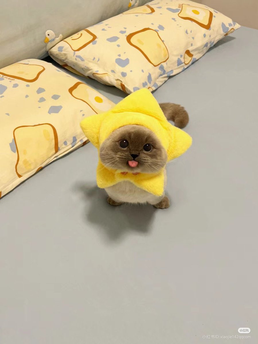 Little star ⭐
