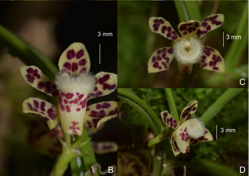 Dr Timothy Utteridge (@timutteridge) on Twitter photo New!
Eleven species of Thrixspermum (Orchidaceae: Vandeae: Aeridinae) newly recorded from Thailand
taiwania.ntu.edu.tw/abstract/2030
Excellent work by Sam! <a href="/toolmal/">SamZa</a>
#orchid #taxonmy #Thailand <a href="/BotanyRNG/">Alastair Culham</a> @KewScience <a href="/nparksbuzz/">National Parks Board</a> <a href="/UniofReading/">Uni of Reading</a> New!
Eleven species of Thrixspermum (Orchidaceae: Vandeae: Aeridinae) newly recorded from Thailand
taiwania.ntu.edu.tw/abstract/2030
Excellent work by Sam! <a href="/toolmal/">SamZa</a>
#orchid #taxonmy #Thailand <a href="/BotanyRNG/">Alastair Culham</a> @KewScience <a href="/nparksbuzz/">National Parks Board</a> <a href="/UniofReading/">Uni of Reading</a>