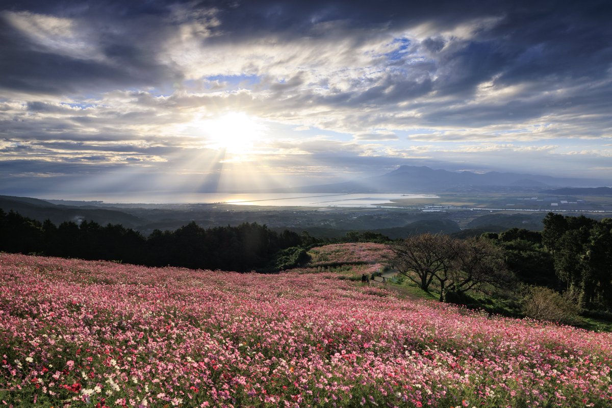 keizphoto's tweet image. コスモス広がる白木峰高原で観た光

Camera：Canon EOS R6 Mark Ⅱ
Lens : RF24-70mm f2.8 L is usm
#tokyocameraclub 
#lightscape 
#eosr6mark2 
#キヤノン党でほめあいたい