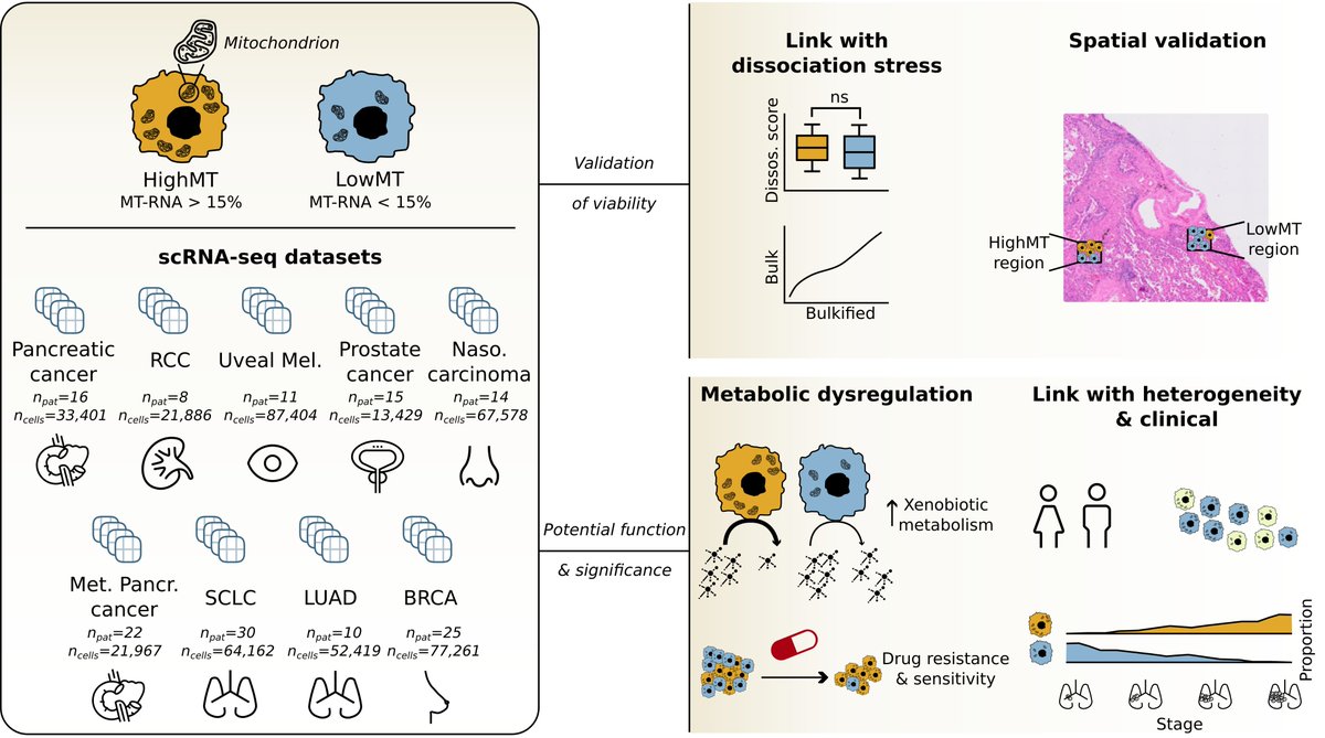 New Preprint 🚨: Our lab finds that high mitochondrial RNA (pctMT) levels, typically flagged as cell death in single-cell RNA-seq, may actually mark viable, critical cancer cell populations. doi.org/10.1101/2024.1… Here’s what we uncovered 👇 (1/n)