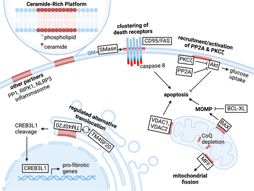 In this insightful #BiochemSocTrans mini-review by <a href="/ScottSummers339/">Scott Summers</a> 's lab, discover how ceramides act as 'influencers' in spreading harmful metabolic actions contributing to obesity-linked disease.
doi.org/10.1042/BST202…