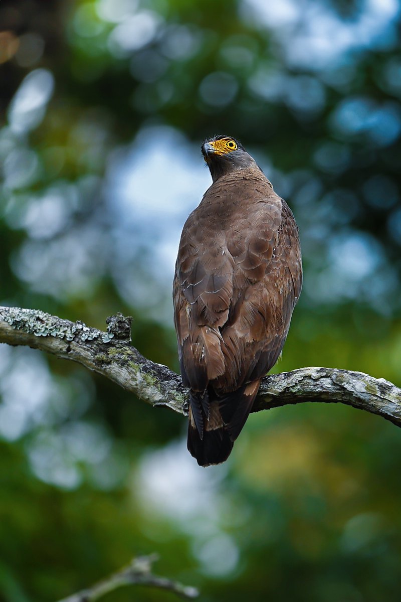 Subhash Nair tweet media