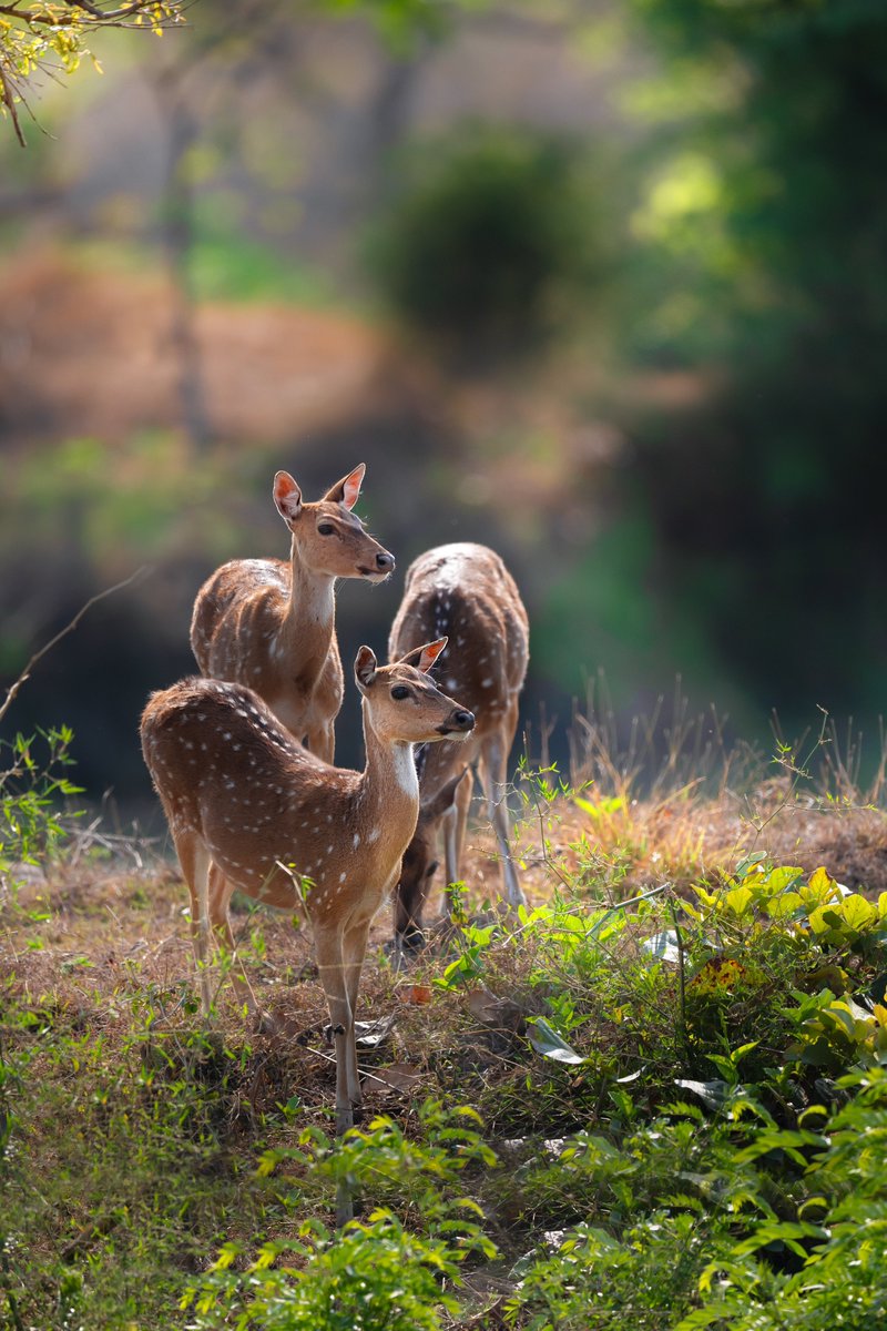 Subhash Nair tweet media