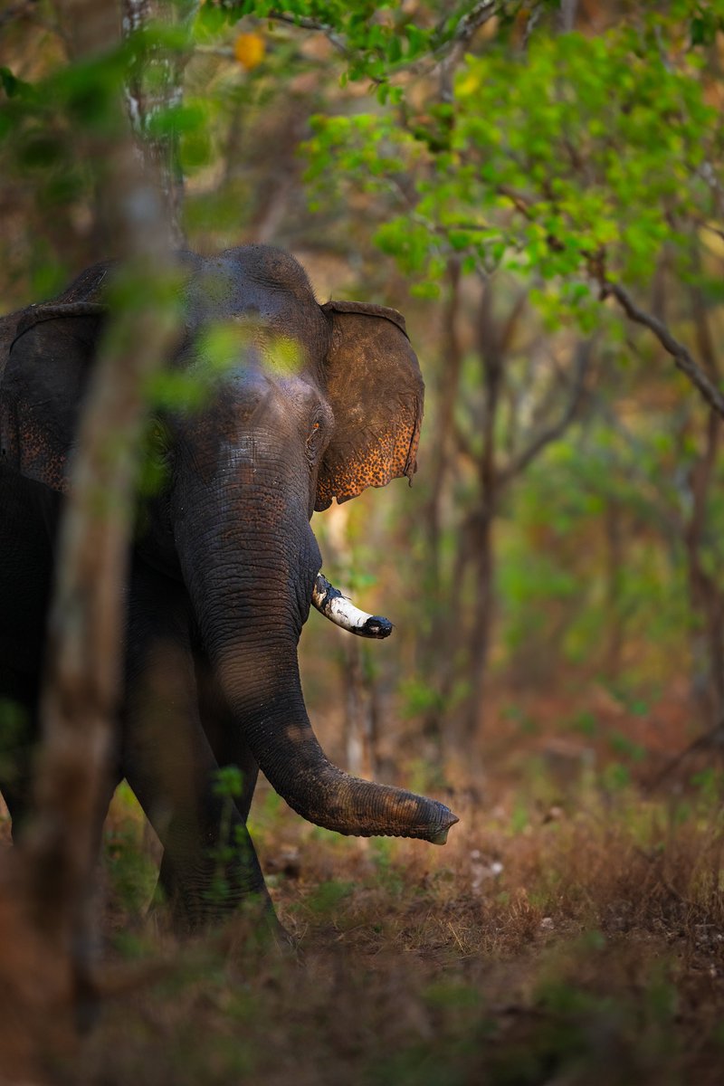 Subhash Nair tweet media