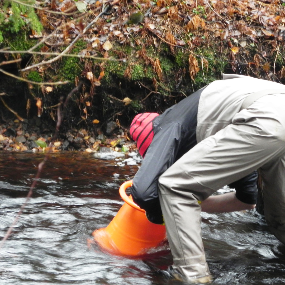 Avhandling: musslors död i hav och vattendrag undersökta. Anders Alfjorden har i flera år undersökt hälsotillståndet hos den hotade flodpärlmusslan. Varför dör de plötsligt ut på en viss plats? Med bl a ny genteknik har okända parasiter identifierats.
sva.se/aktuellt/press…