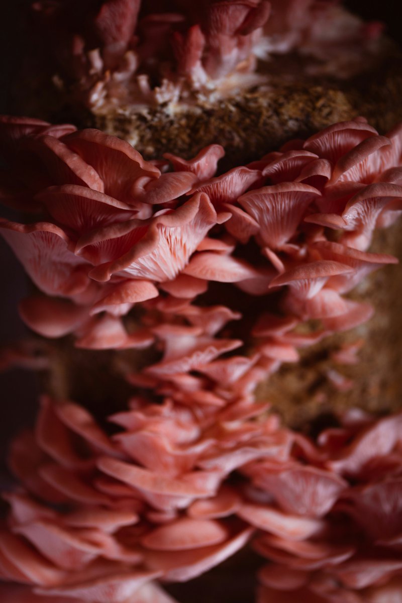 🍄💥🍃
𝗢𝗲𝘀𝘁𝗲𝗿𝘇𝘄𝗮𝗺𝗺𝗲𝗻 𝘇𝗶𝘁𝘁𝗲𝗻 𝗯𝗼𝗺𝘃𝗼𝗹 𝘂𝗺𝗮𝗺𝗶

Oesterzwammen barsten van de umami. Het geeft de oesterzwammen een enorm smaakvoordeel in hartige gerechten.

Leuk horen wij je denken, maar wat is umami? 

Je leest het hier > 
linkedin.com/feed/update/ur…