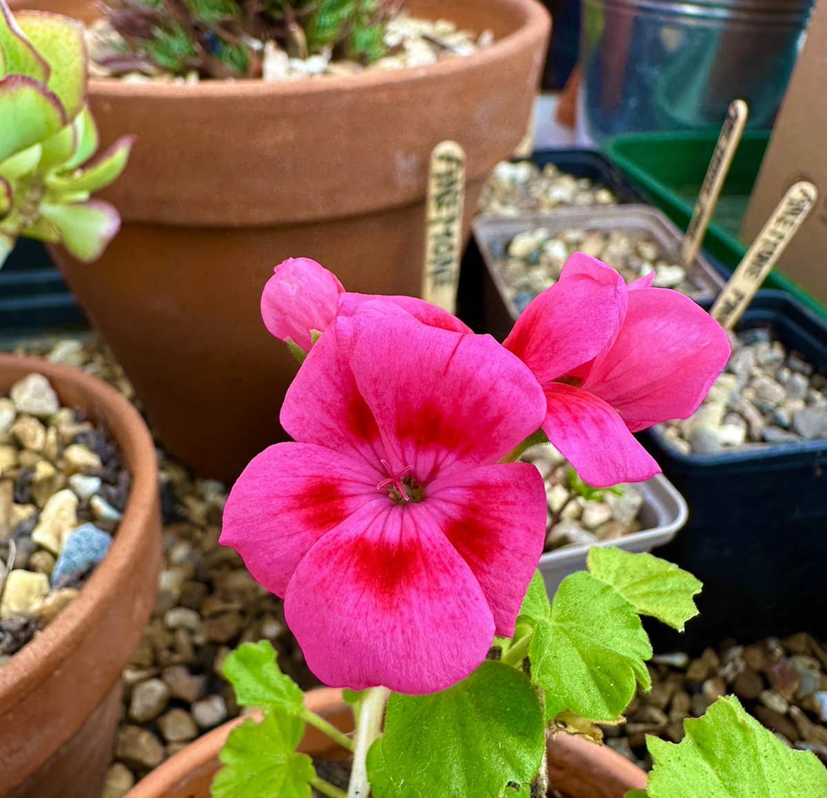 PotteringPolly's tweet image. Don’t you love it when you bring plants inside for the winter &amp;amp; they start flowering 🌿💕🌸💕🌿#MagentaMonday

#pelargoniums #geraniums #pinkflowers #flowers