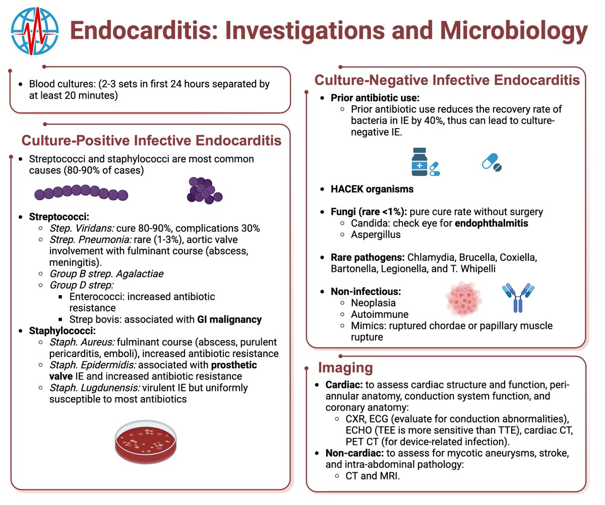 🥜Endocarditis in a Nutshell 🥜 
#GCU #Cardiotwitter 🫀