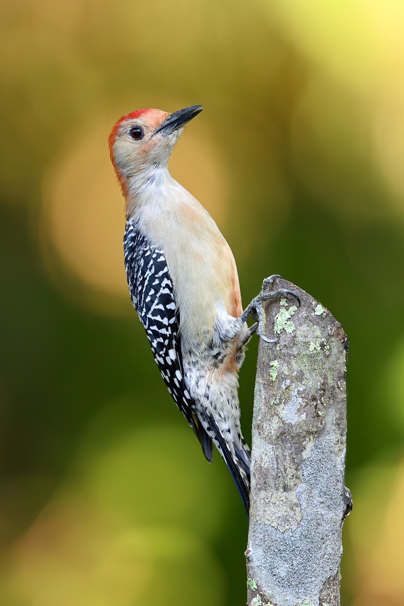 A Red-bellied woodpecker greets the day, surrounded by magical light.☀️✨ Photographed with the <a href="/NikonUSA/">NikonUSA</a> Z6III and NIKKOR Z 400mm f2.8 TC lens for the beautiful bokeh. #nikonambassador #nikonpro #birdphotography