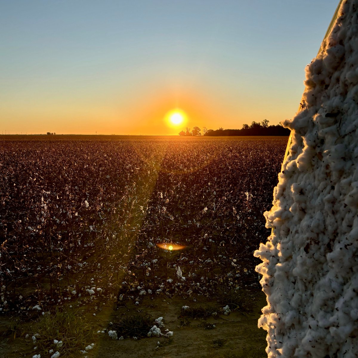 AdvancingEcoAg's tweet photo. ❄️ A chilly but beautiful morning in Missouri, pulling lint samples for our Integrity Grown™ cotton! 🌾 Excited to see the results and continue driving regenerative practices forward.
#IntegrityGrown #RegenerativeAg #CottonHarvest #SustainableFarming https://t.co/6z8nFVsCdq