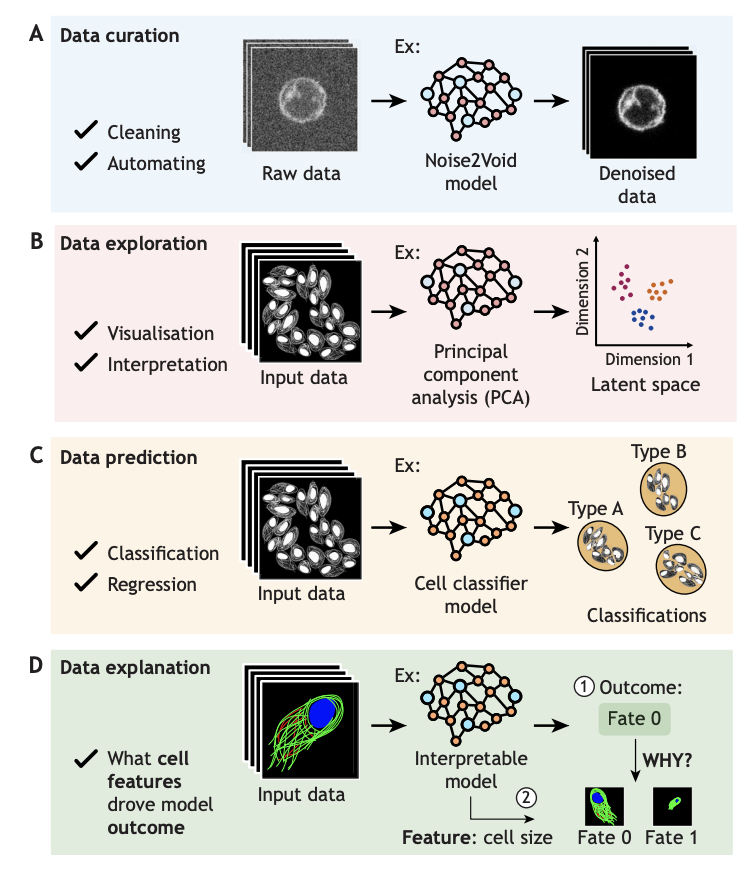 (3/n) What are the ML utilities for microscopy?? ML could be used for data curation, exploration (i.e., visualising, interpreting), prediction and explanation - i.e., WHY did a model attribute an outcome to a cell (those who attended #I2K2024 these concepts are familiar to you😉)