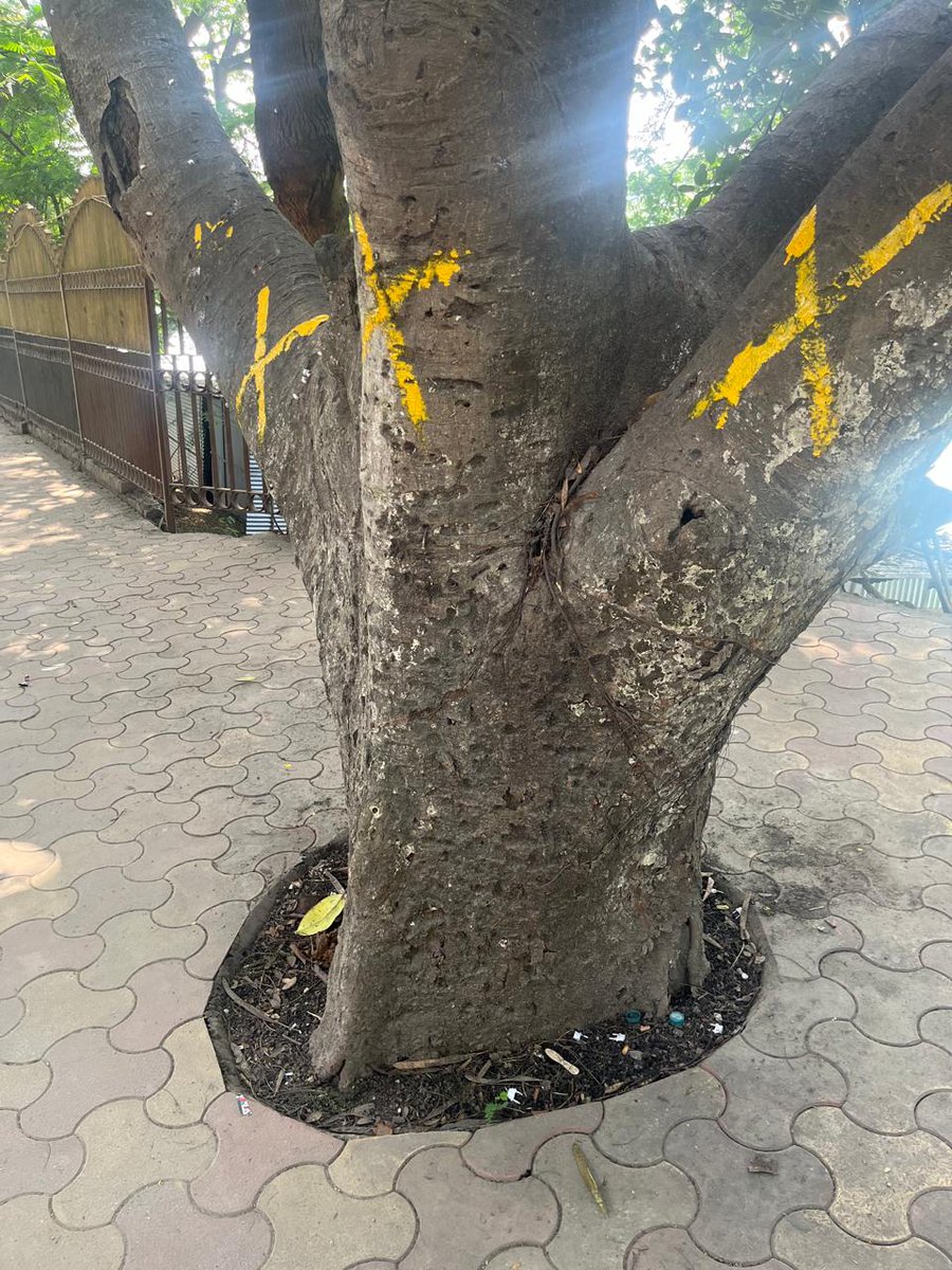 senjam's tweet photo. Multiple ancient trees in Dighali Pukhuri, Guwahati, marked for cutting to make way for a flyover.
These ancient guardians of Guwahati are essential to our ecosystem and heritage. Let's not sacrifice them in the name of development.
#SaveDighalipukhuri https://t.co/t16tWyoIzQ