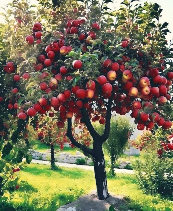 Economic trees does not only offer us shade, beauty or habitat for wildlife, but they also offer us  bounty of food! 
This is one of the major reasons  why we focus more on planting  economic trees than others. 
#PlantATree 
#GreenYourEnvironment