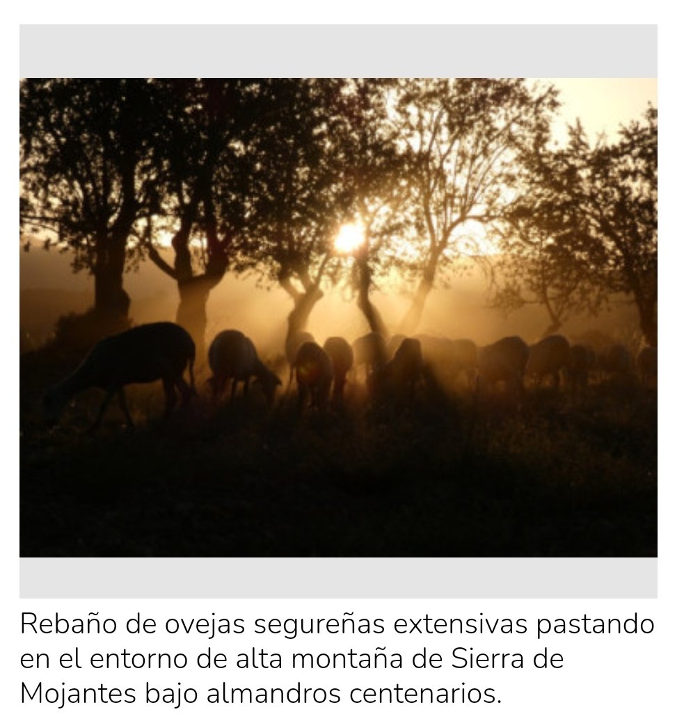 Otro año más participamos en el concurso "Fotogénicos por naturaleza" del <a href="/caermurcia/">CAERM</a>
Y otro año más lo hacemos con una fotografía de nuestro rebaño extensivo de ovejas Segureñas bajo las "almendrehesas" de las zonas altas de #Caravaca

Para votar ⤵️

pr.easypromosapp.com/gallery/985588…